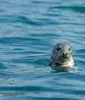 Seal-watching in the lagoon