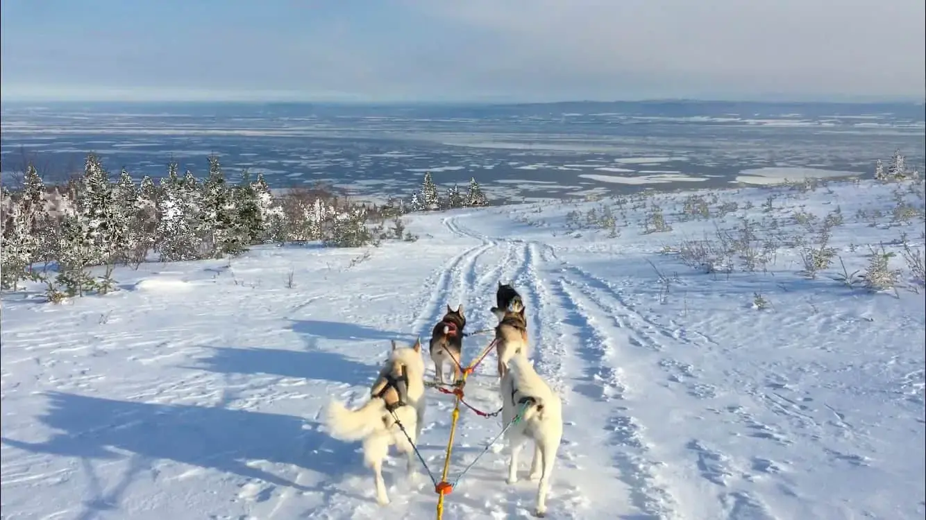 Excursion en traîneau à chiens. 