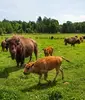 La Terre des Bisons